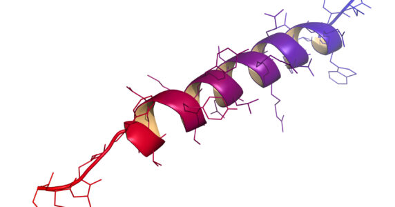 Chemical structure of a molecule of glucagon. Glucagon is a peptide hormone, produced in the pancreas, that has the opposite effect of insulin.